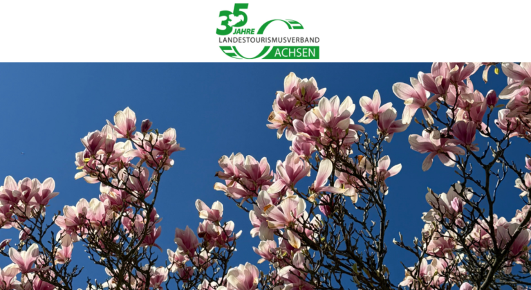 blühender Magnolienbaum im Vordergrund, im Hintergrund ein blauer Himmel